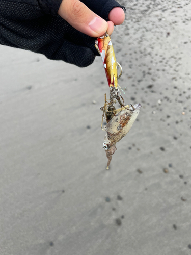 イカの釣果