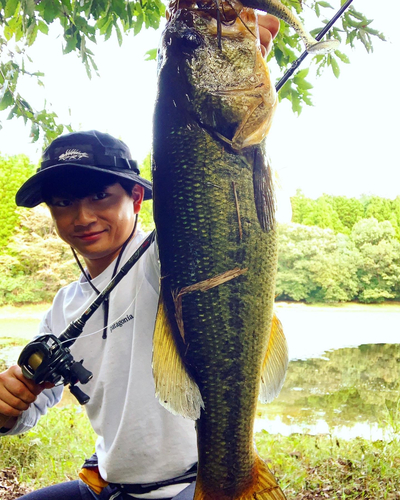 ブラックバスの釣果