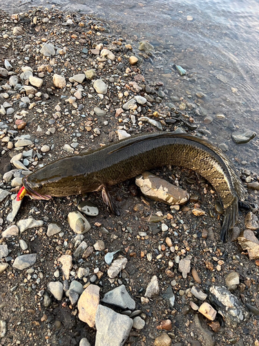 ライギョの釣果