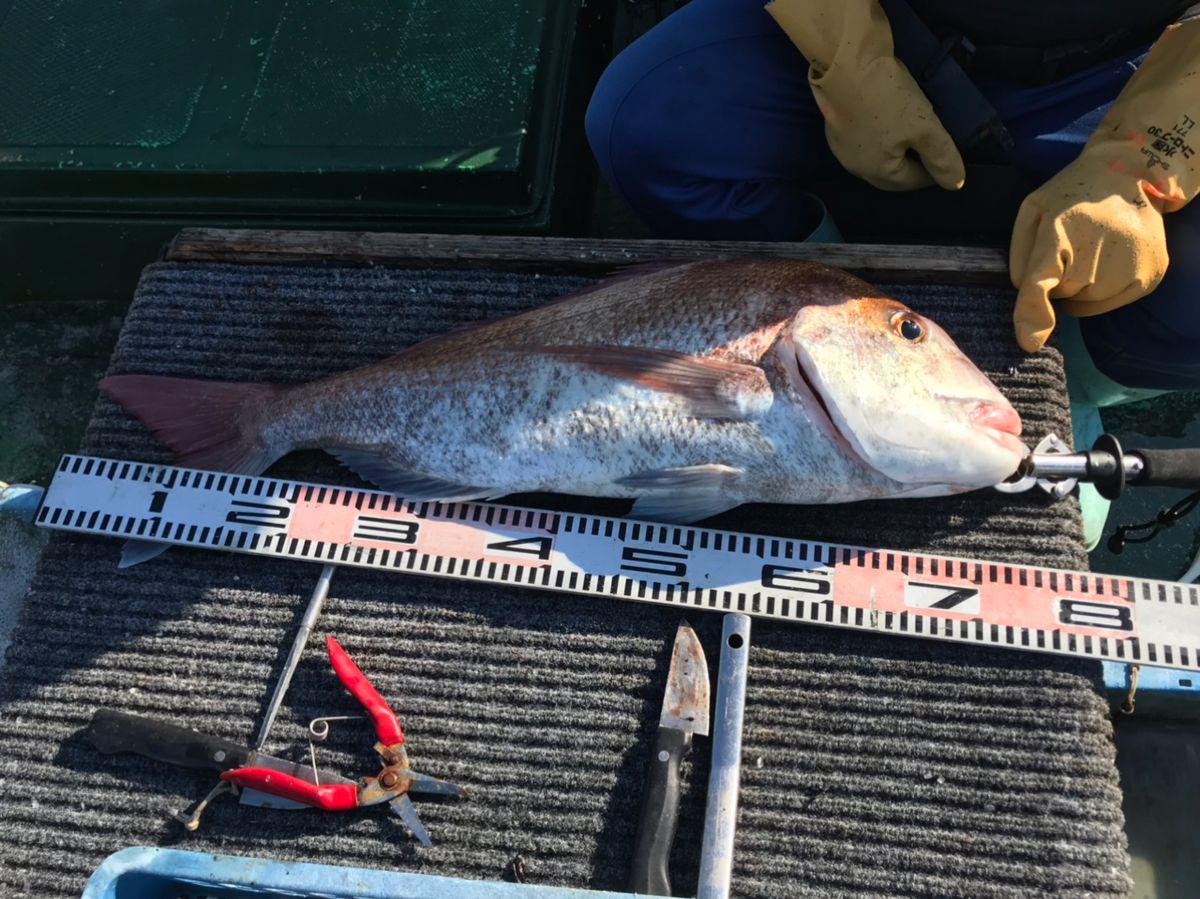 海パンさんの釣果 2枚目の画像