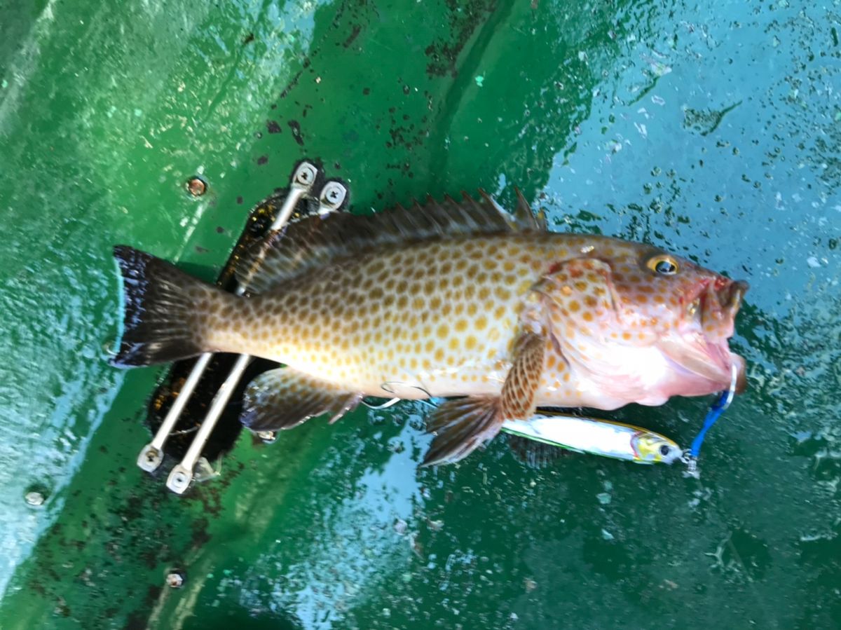 海パンさんの釣果 3枚目の画像