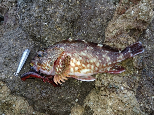 カサゴの釣果