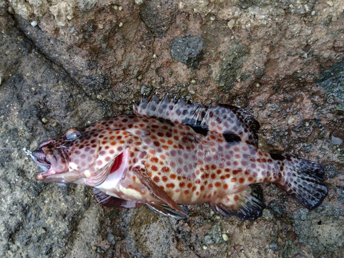 オオモンハタの釣果