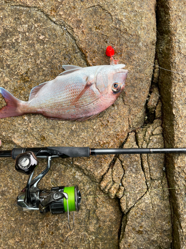 マダイの釣果