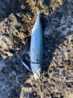 サバの釣果