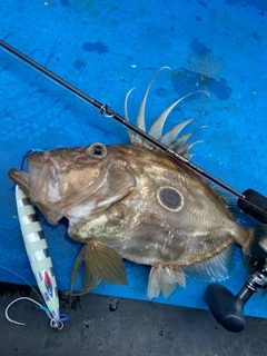 マトウダイの釣果