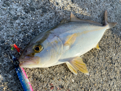 シオの釣果