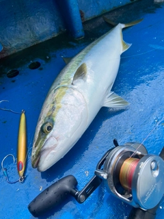 ワラサの釣果