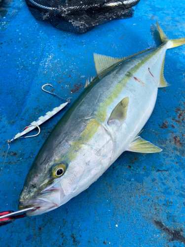 ワラサの釣果