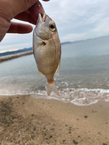 チャリコの釣果