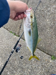 ツバスの釣果