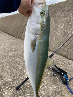 メジロの釣果