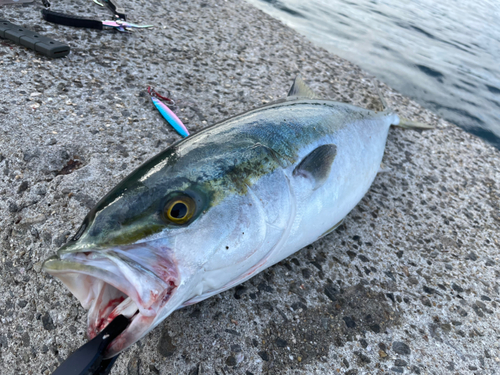 ハマチの釣果