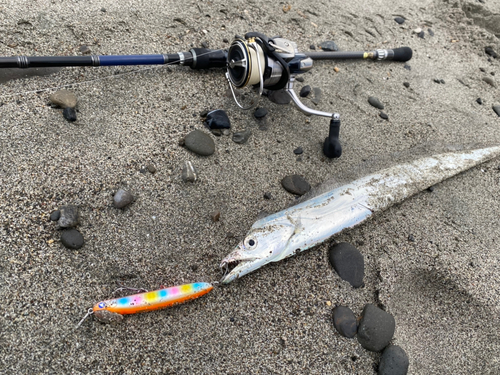 タチウオの釣果