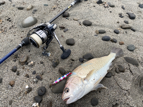 イシモチの釣果