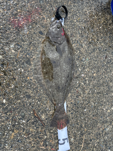 ヒラメの釣果