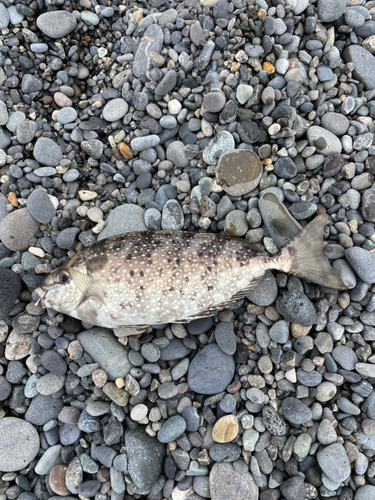 アイゴの釣果