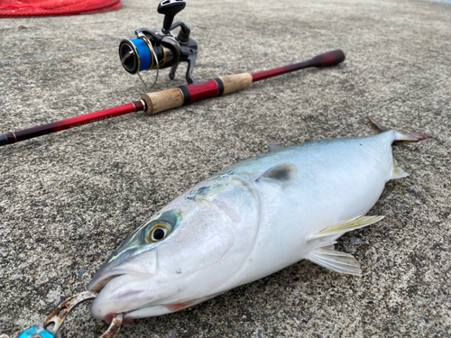 イナダの釣果