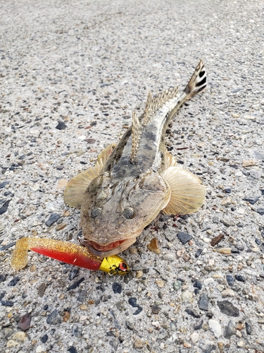 マゴチの釣果