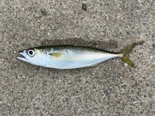 マサバの釣果