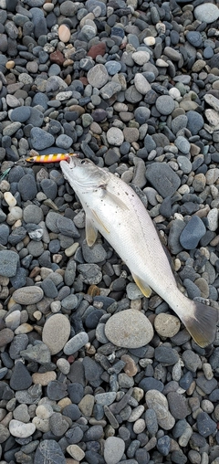 ニベの釣果