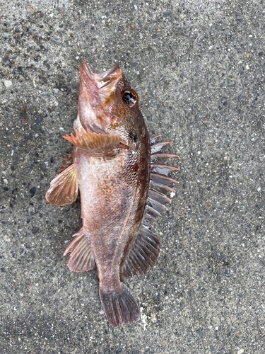 クロメヌケの釣果