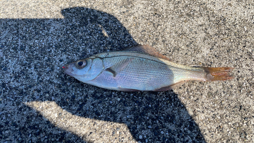 ウミタナゴの釣果