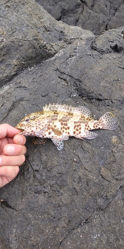 オオモンハタの釣果