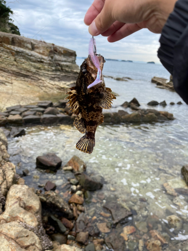 タケノコメバルの釣果