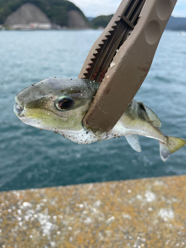 シロサバフグの釣果