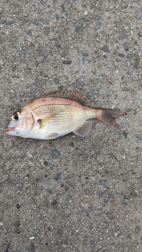 チャリコの釣果