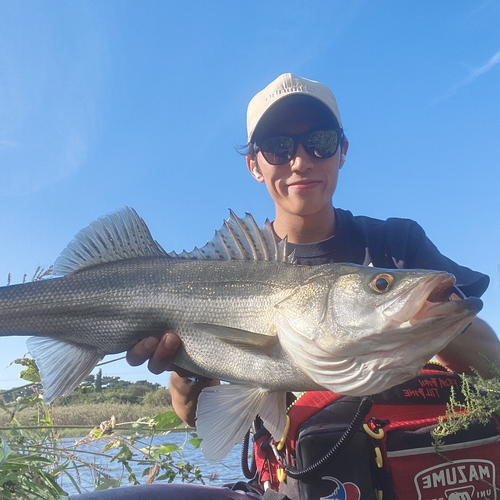 マルスズキの釣果