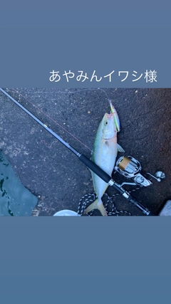 ハマチの釣果