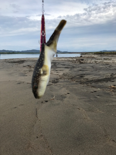 フグの釣果