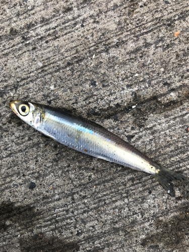 ウルメイワシの釣果