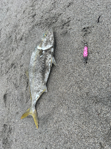 イナダの釣果