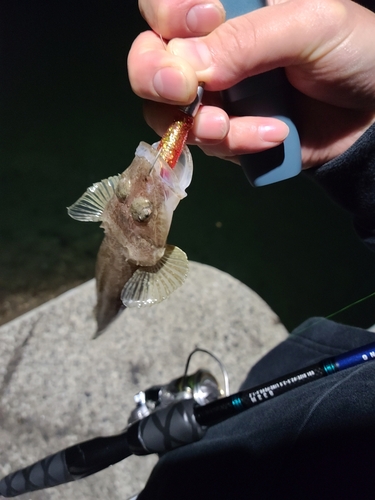 ワニゴチの釣果