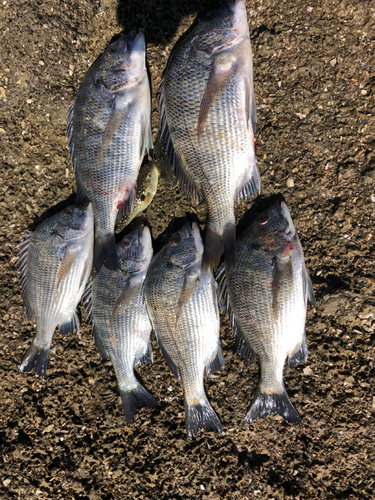 チヌの釣果