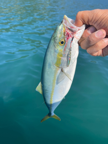 ヤズの釣果