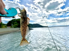 アナハゼの釣果