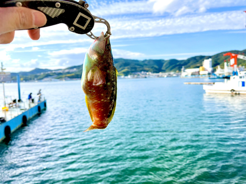 ホシササノハベラの釣果