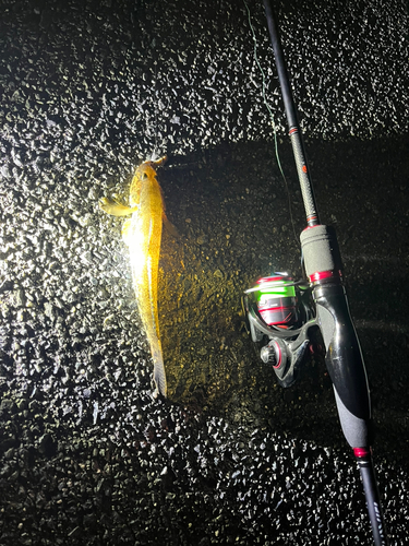 マハゼの釣果