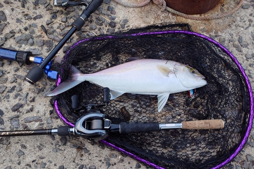 ネリゴの釣果