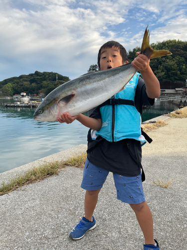 ハマチの釣果