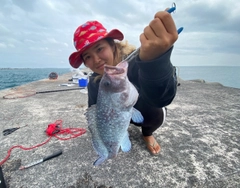 ツチホゼリの釣果