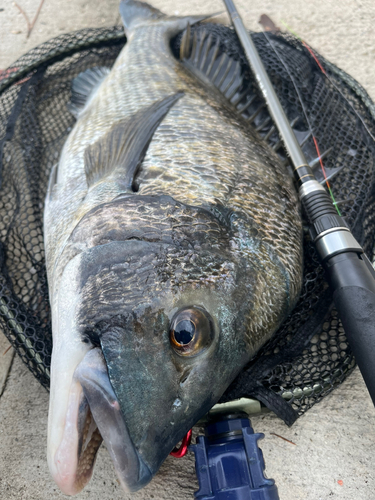 チヌの釣果