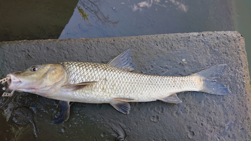 ニゴイの釣果