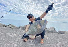 ゴマモンガラの釣果