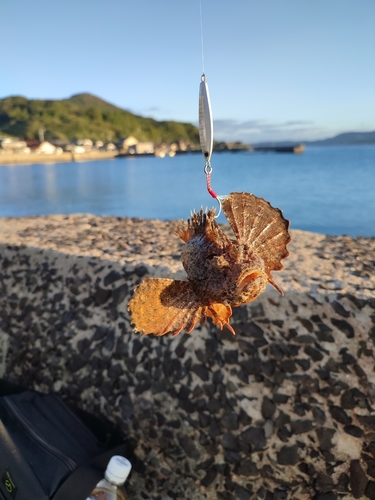 オニオコゼの釣果