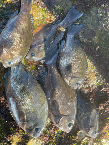 クロの釣果